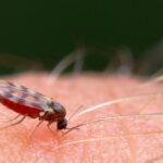 How To Keep Mosquitoes Away Naturally At Night-mosquito-insect-pest