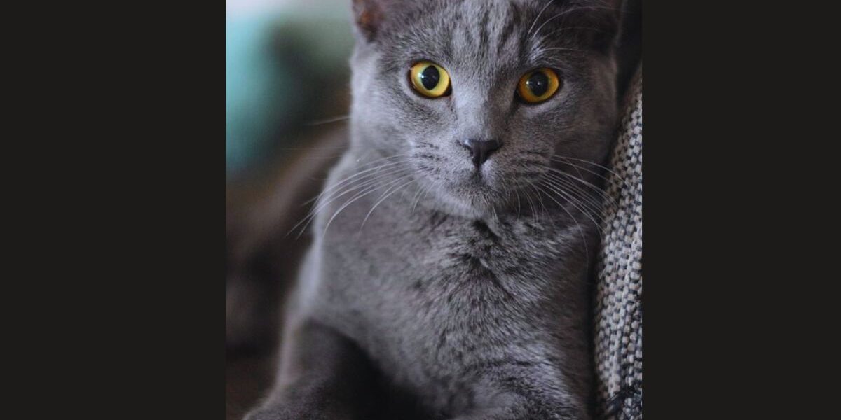 Best Flea Treatment For Indoor Cats Without Chemicals-a-cat