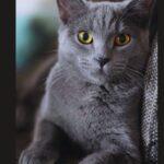 Best Flea Treatment For Indoor Cats Without Chemicals-a-cat