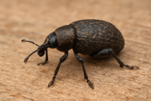 Controlling Vine Weevils-and-adult-vine-weevil-garden-insect-pest Controlling Vine Weevils-and-adult-vine-weevil-garden-insect-pest