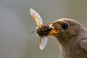 How To Attract Insect-Eating Birds-bird-eating-and-insect How To Attract Insect-Eating Birds-bird-eating-and-insect
