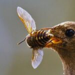 How To Attract Insect-Eating Birds-a-bird-eating-and-insect