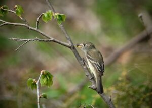 How To Attract Insect-Eating Birds-a-bird-eating-and-insect How To Attract Insect-Eating Birds-a-bird-eating-and-insect
