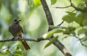 How To Attract Insect-Eating Birds-a-bird-eating-and-insect How To Attract Insect-Eating Birds-a-bird-eating-and-insect