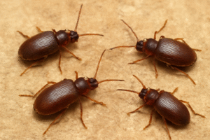 How To Get Rid Of Spider Beetles-spider-beetles-insect-pests How To Get Rid Of Spider Beetles-spider-beetles-insect-pests