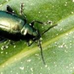How To Control Crucifer Flea Beetles-a-flea-beetle