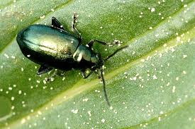 How To Control Crucifer Flea Beetles-a-flea-beetle-insect-pest How To Control Crucifer Flea Beetles-a-flea-beetle-insect-pest