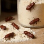 How To Get Rid Of Flour Beetles-flour-beetles-pantry-pest