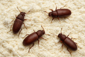 How To Get Rid Of Flour Beetles-flour-beetles-pantry-pest