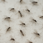 How Do I Get Rid Of Gnats Outside-gnat-insect-pests