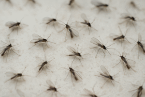 How Do I Get Rid Of Gnats Outside-gnat-insect-pests How Do I Get Rid Of Gnats Outside-gnat-insect-pests