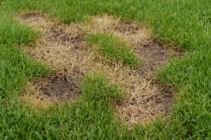How To Control Grubs In Lawn-lawn-grub-damage