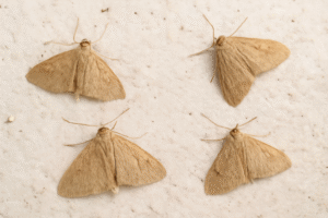 How Do You Get Rid Of Moths In The House-house-moths How Do You Get Rid Of Moths In The House-house-moths