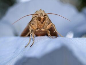 How Do You Get Rid Of Moths In The House-a-house-moth How Do You Get Rid Of Moths In The House-a-house-moth
