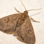 How Do You Get Rid Of Moths In The House-house-moth