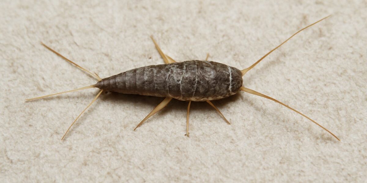 How To Get Rid Of Silverfish In Clothes-silverfish-indoor-insect-pest