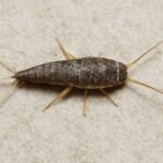 How To Get Rid Of Silverfish In Clothes-silverfish-indoor-insect-pest