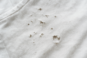 How To Get Rid Of Silverfish In Clothes-silverfish-damage How To Get Rid Of Silverfish In Clothes-silverfish-damage