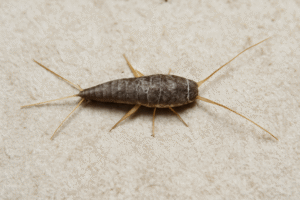 How To Get Rid Of Silverfish In Clothes-a-silverfish-indoor-insect-pest How To Get Rid Of Silverfish In Clothes-a-silverfish-indoor-insect-pest