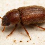 How To Get Rid Of Cigarette Bugs-a-tobacco-or-cigarette-beetle