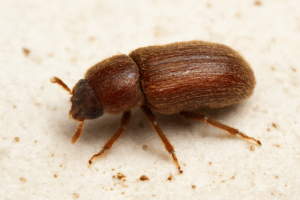 How To Get Rid Of Cigarette Bugs a-tobacco-or-cigarette beetle How To Get Rid Of Cigarette Bugs a-tobacco-or-cigarette beetle