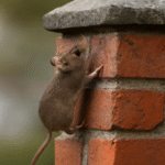 Mice In Chimney-a-mice-climbing-up-chimney