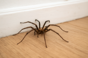 Giant House Spider-a-common-house-spider