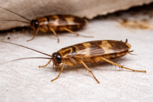 Brown Banded Cockroach Control-roach-insect-pest