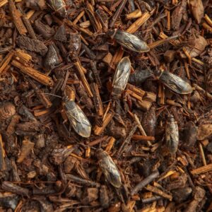 How To Get Rid of Surinam Cockroach-roaches-infestation-in-mulch How To Get Rid of Surinam Cockroach-roaches-infestation-in-mulch