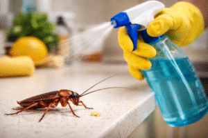 How Many Insects Live In The Average home?-roach-insect-pest