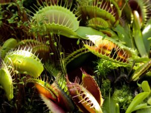 Does A Venus Fly Trap Work For Indoor Pests-venus flytrap-insect-eating-plants