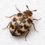 Tiny Black Bugs in the Kitchen-a-carpet-beetle
