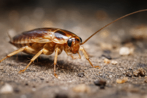 How To Identify Cockroach Species In Your Home-german-cockroach-pest