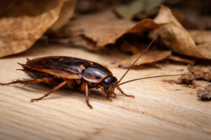 How To Get Rid Of Wood Cockroaches-remove-wood-cockroaches-from-home How To Get Rid Of Wood Cockroaches-remove-wood-cockroaches-from-home