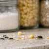 Tiny Black Bugs in the Kitchen-ants-and-a pantry-bug-insect-pests
