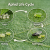 Aphid Life Cycle-aphid-life-cycle-stages-on-leaf