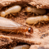 Drywood Termites Treatment-close-up-of-drywood-termites-on-wood