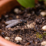 Tiny Black Bugs in the Kitchen-fungus-gnats-insect-pest