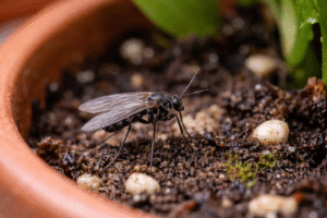 Tiny Black Bugs in the Kitchen-fungus-gnats-insect-pest