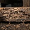Subterranean Termites Treatment-subterranean-termites- infestation-in-wood