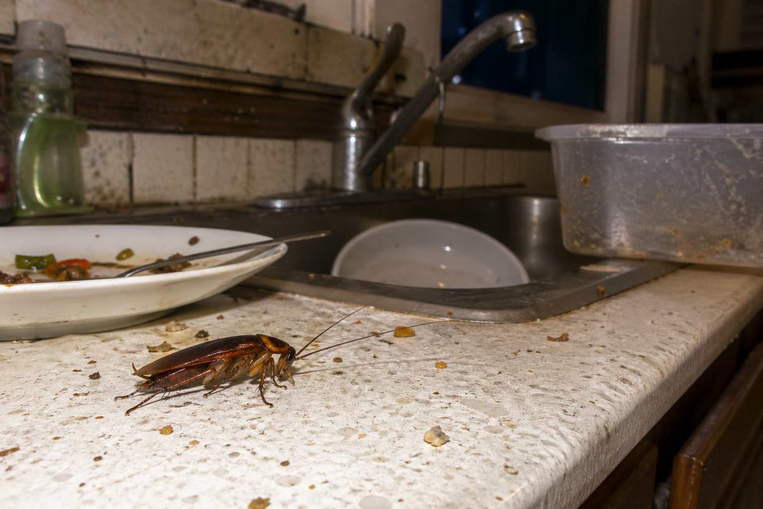 Roach near sink or food area-cockroach-near-food-in-dirty-kitchen