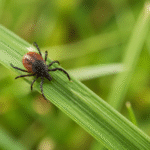 Tick on Grass or Leaf (Close-Up)-how-to-control-ticks-in-yard-grass-naturally