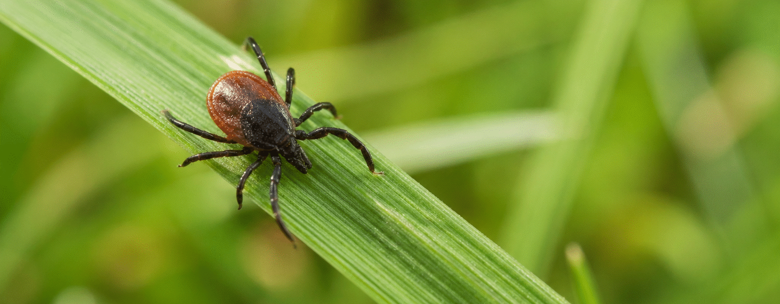 Tick on Grass or Leaf (Close-Up)-how-to-control-ticks-in-yard-grass-naturally
