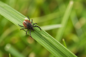 Tick on Grass or Leaf (Close-Up)-how-to-control-ticks-in-yard-grass-naturally