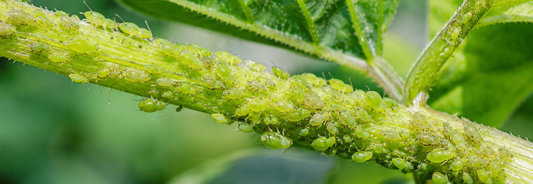 Best Aphid Spray For Vegetable Garden-macro-aphids-cluster-on-plant-stem