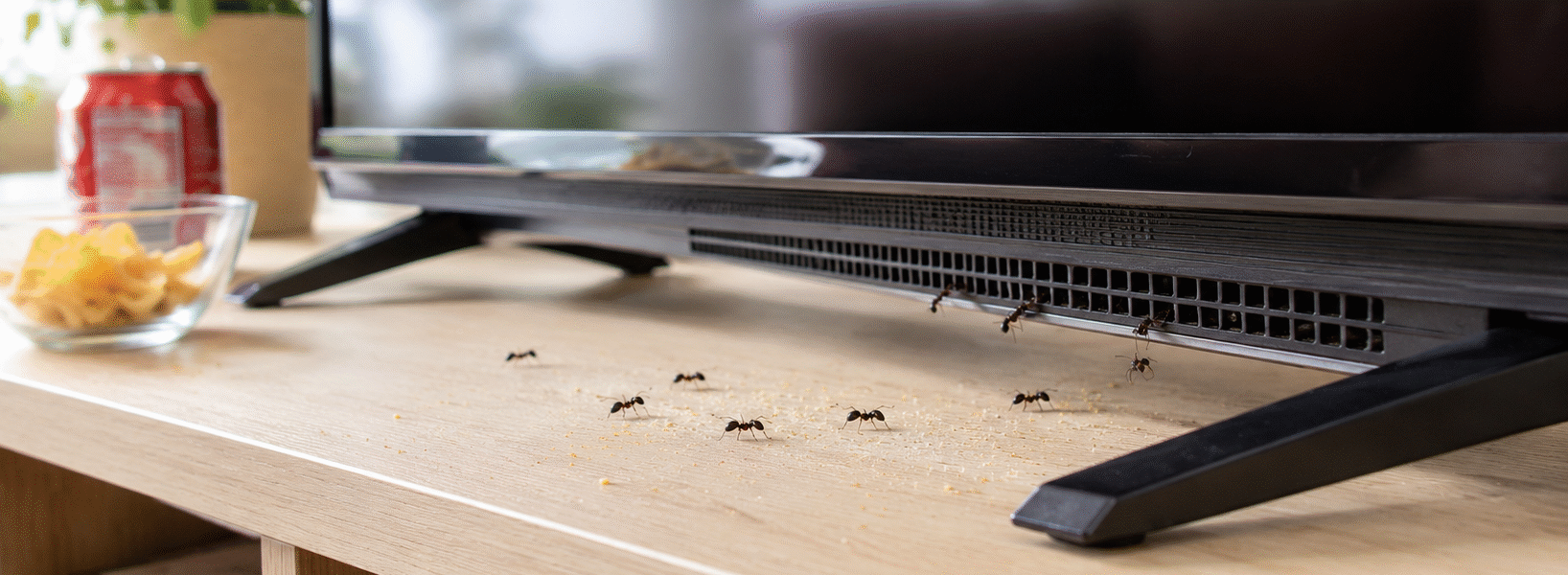 Why Ants Go Inside TVs-ants-infesting-a-tv-set