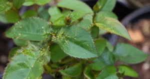 Best Aphid Spray For Vegetable Garden-aphid-damaged-plant-leaves-close-up-macro Best Aphid Spray For Vegetable Garden-aphid-damaged-plant-leaves-close-up-macro