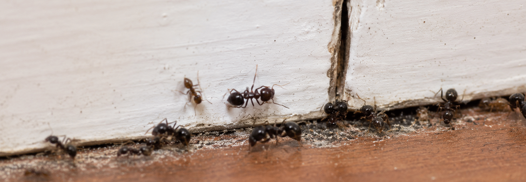 Best Carpenter Ant Killer For Indoors-carpenter-ants-crawling-along-indoor-baseboard