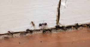 Best Carpenter Ant Killer For Indoors-carpenter-ants-crawling-along-indoor-baseboard