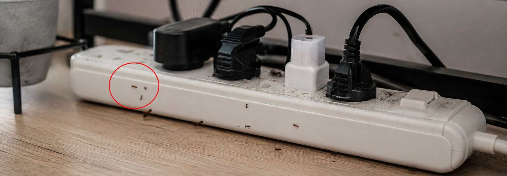 How To Keep Ants Out Of Power Strips-ants-around-power-cord